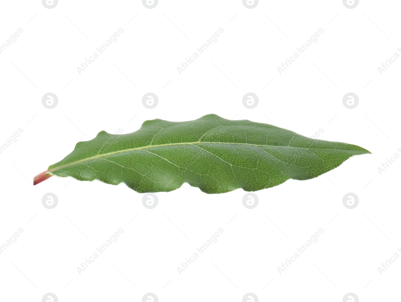 Photo of One fresh bay leaf isolated on white