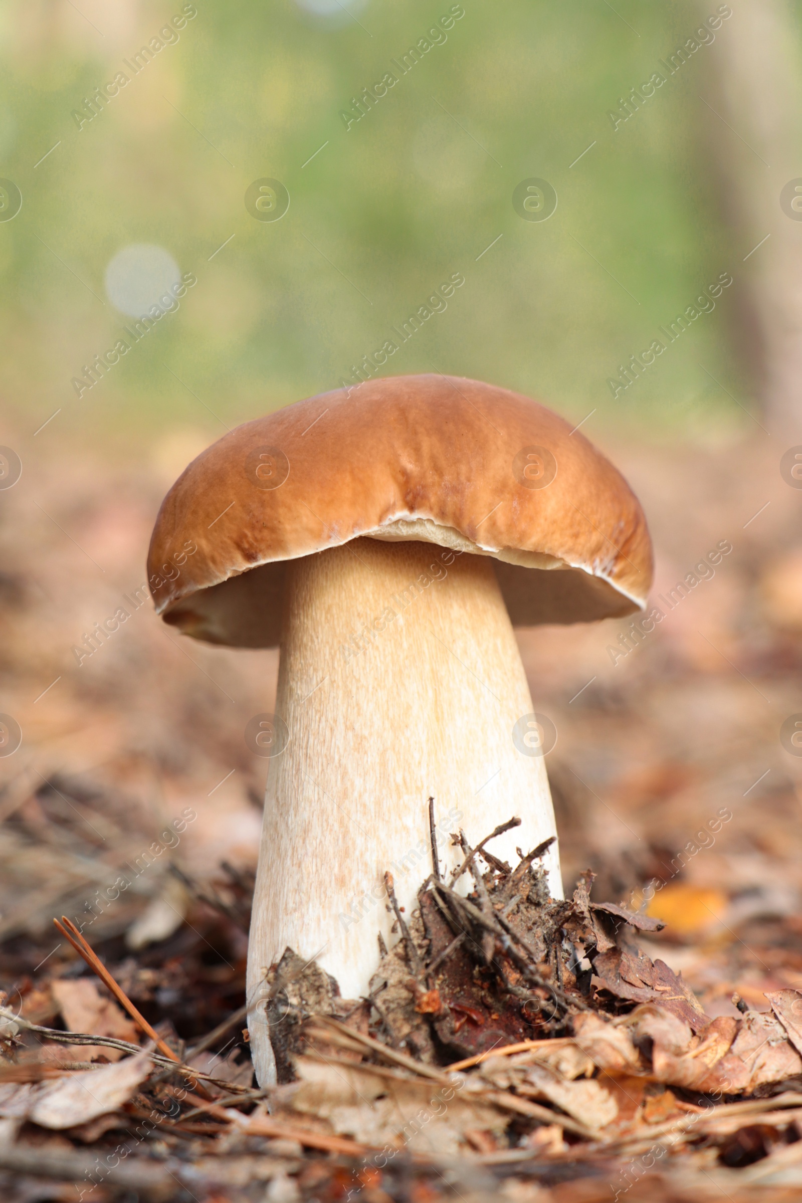 Photo of Beautiful porcini mushroom growing in forest on autumn day