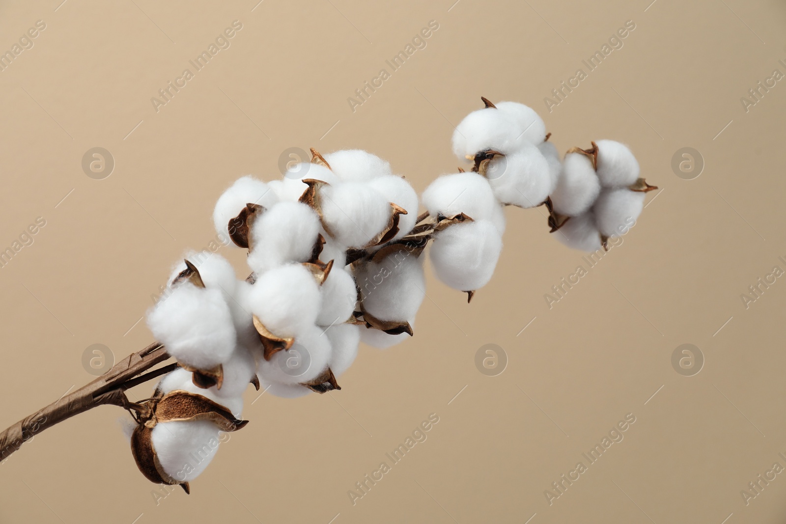 Photo of Beautiful cotton branch with fluffy flowers on beige background