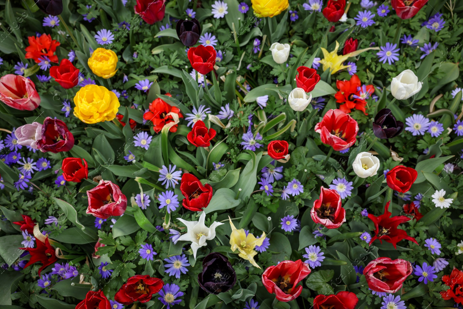 Photo of Many different colorful flowers growing outdoors, above view. Spring season