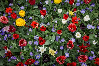 Many different colorful flowers growing outdoors, above view. Spring season