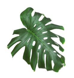 Green fresh monstera leaf isolated on white. Tropical plant