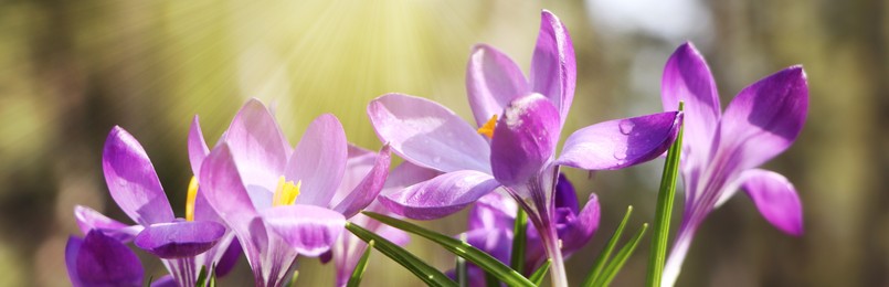 Image of Beautiful purple crocus flowers growing outdoors, closeup view. Banner design 