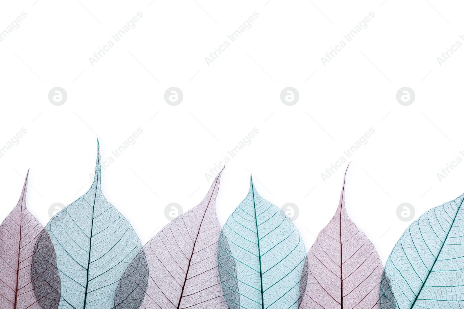 Photo of Beautiful decorative skeleton leaves and space for text on white background, top view