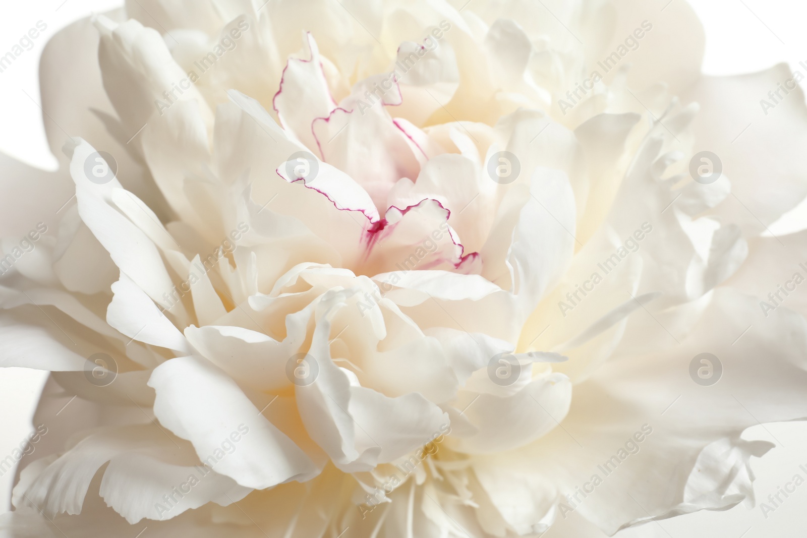 Photo of Beautiful blooming peony flower as background, closeup