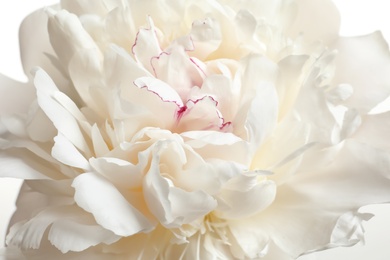 Photo of Beautiful blooming peony flower as background, closeup