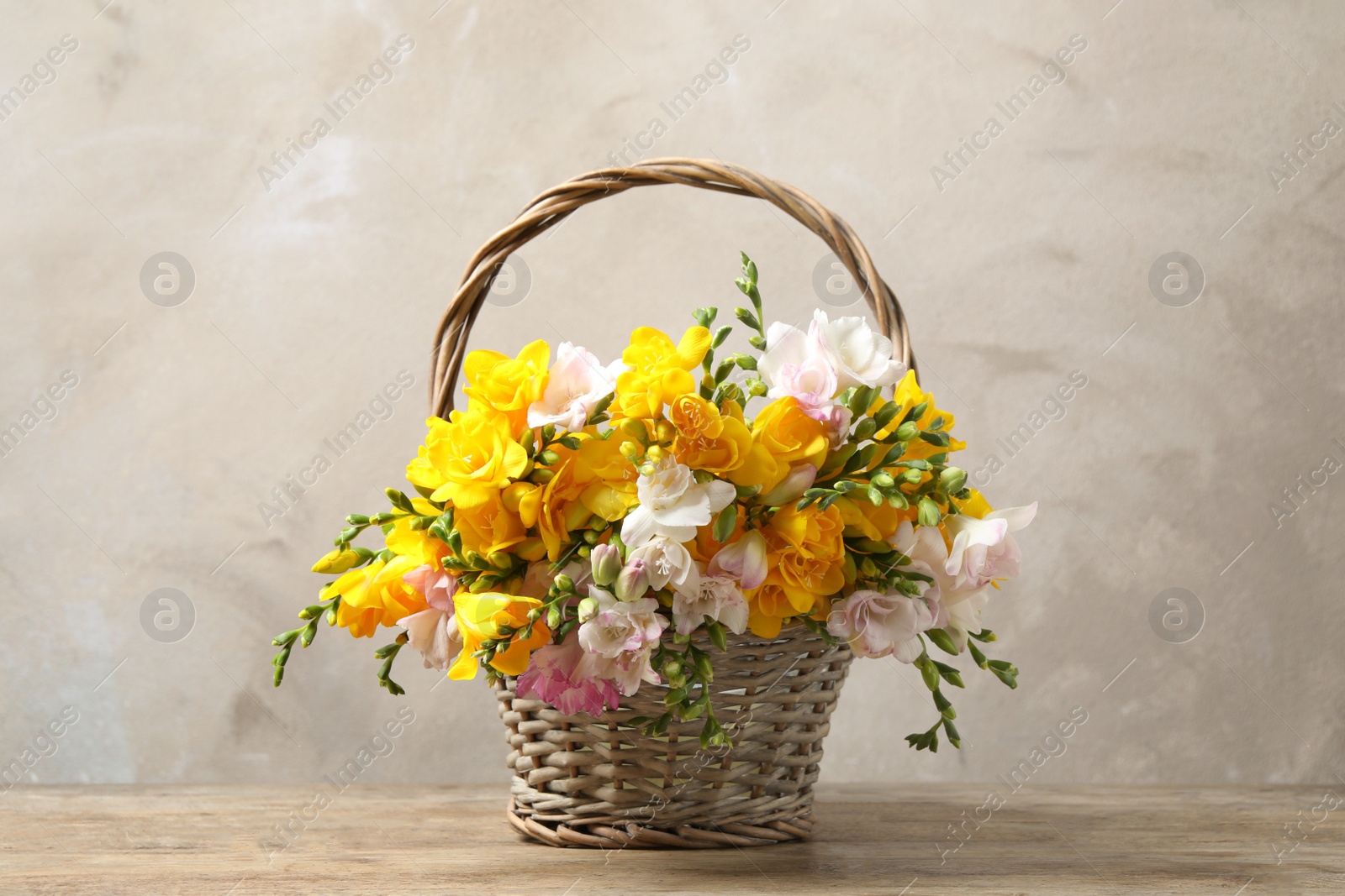 Photo of Beautiful blooming freesias in wicker basket on table against grey background