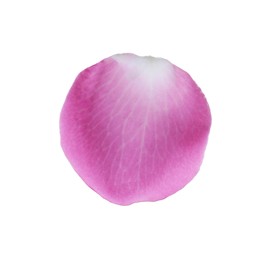 Photo of Pink rose flower petal on white background