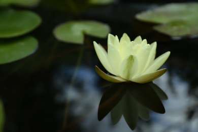 Photo of Beautiful blooming white lotus flower in pond