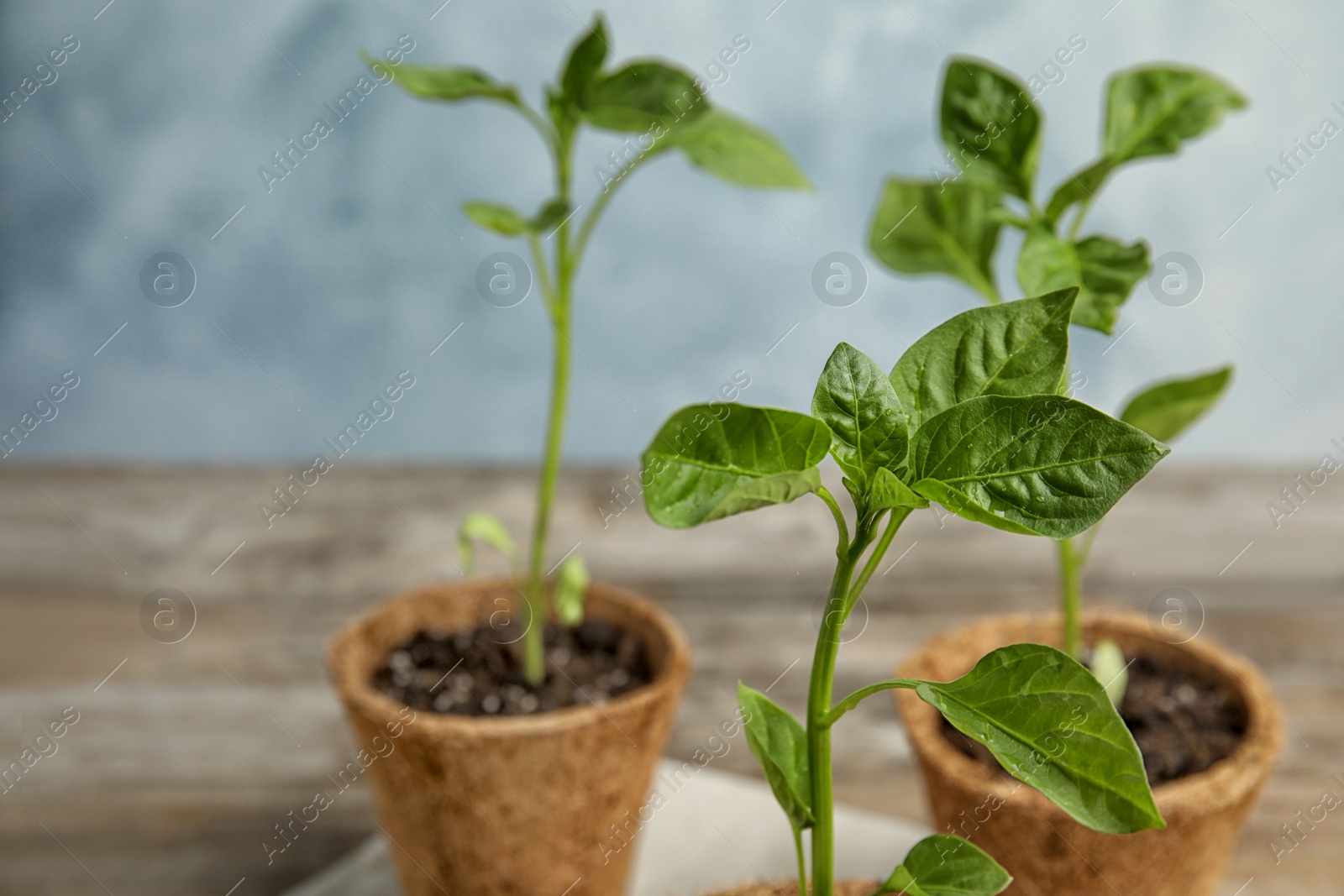 Photo of Vegetable seedlings in peat pots on wooden table against blue background. Space for text