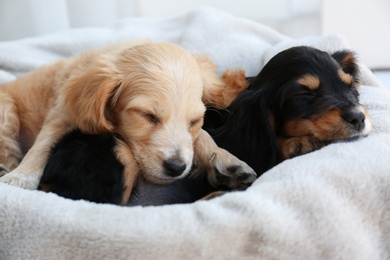 Cute English Cocker Spaniel puppies sleeping on soft plaid