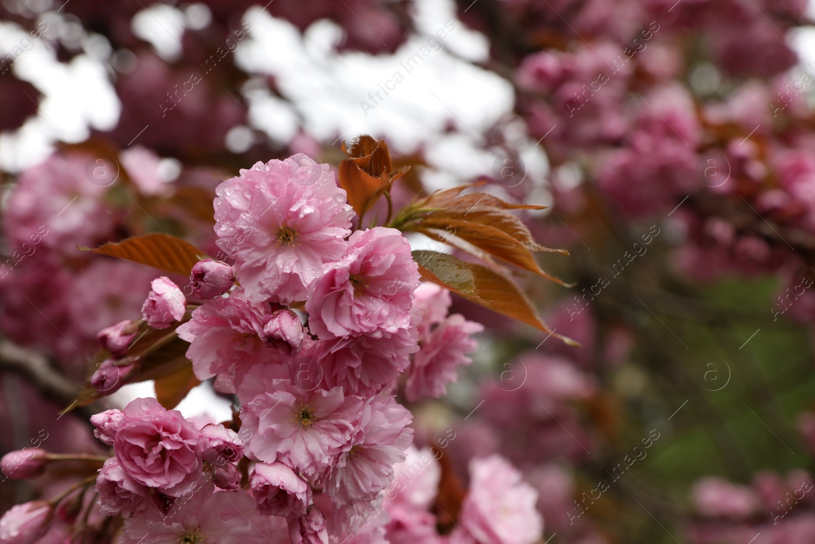 Photo of Beautiful blossoming sakura with water drops outdoors on spring day