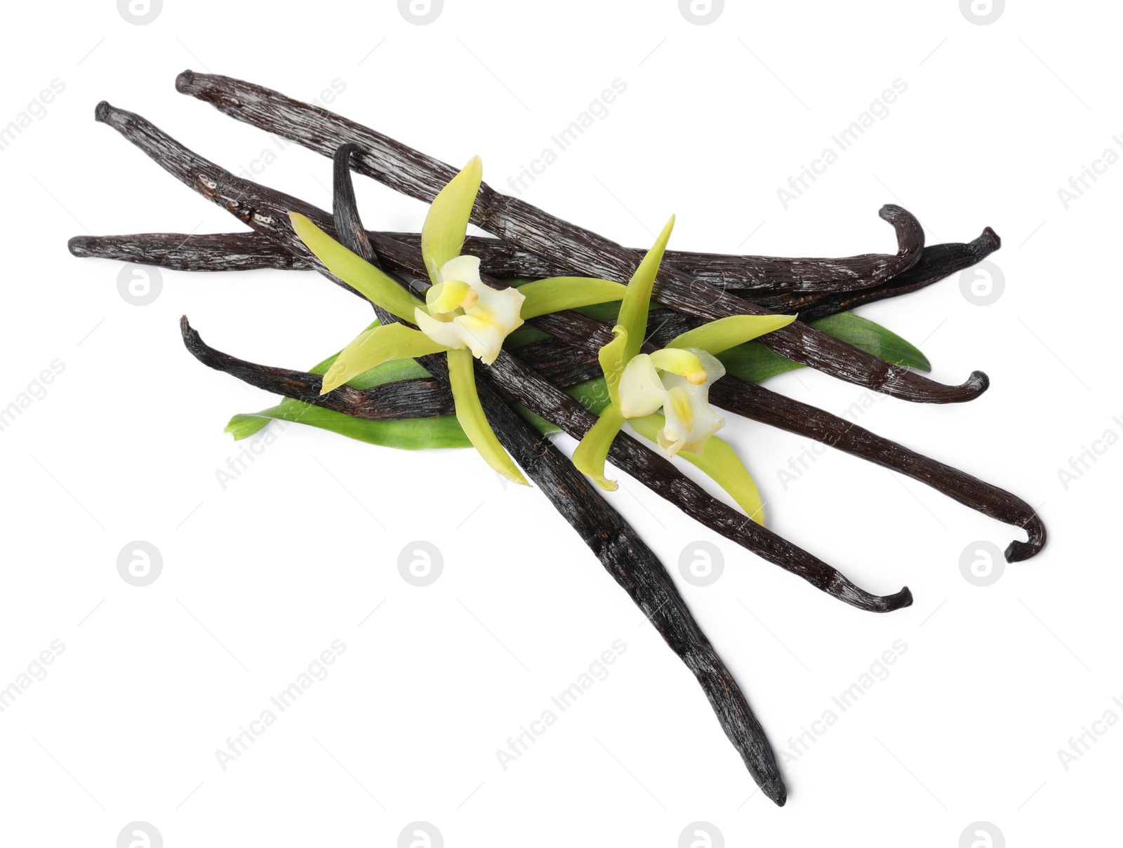 Photo of Vanilla pods, beautiful flowers and green leaf isolated on white