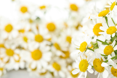 Photo of Beautiful chamomiles on blurred background, closeup. Space for text