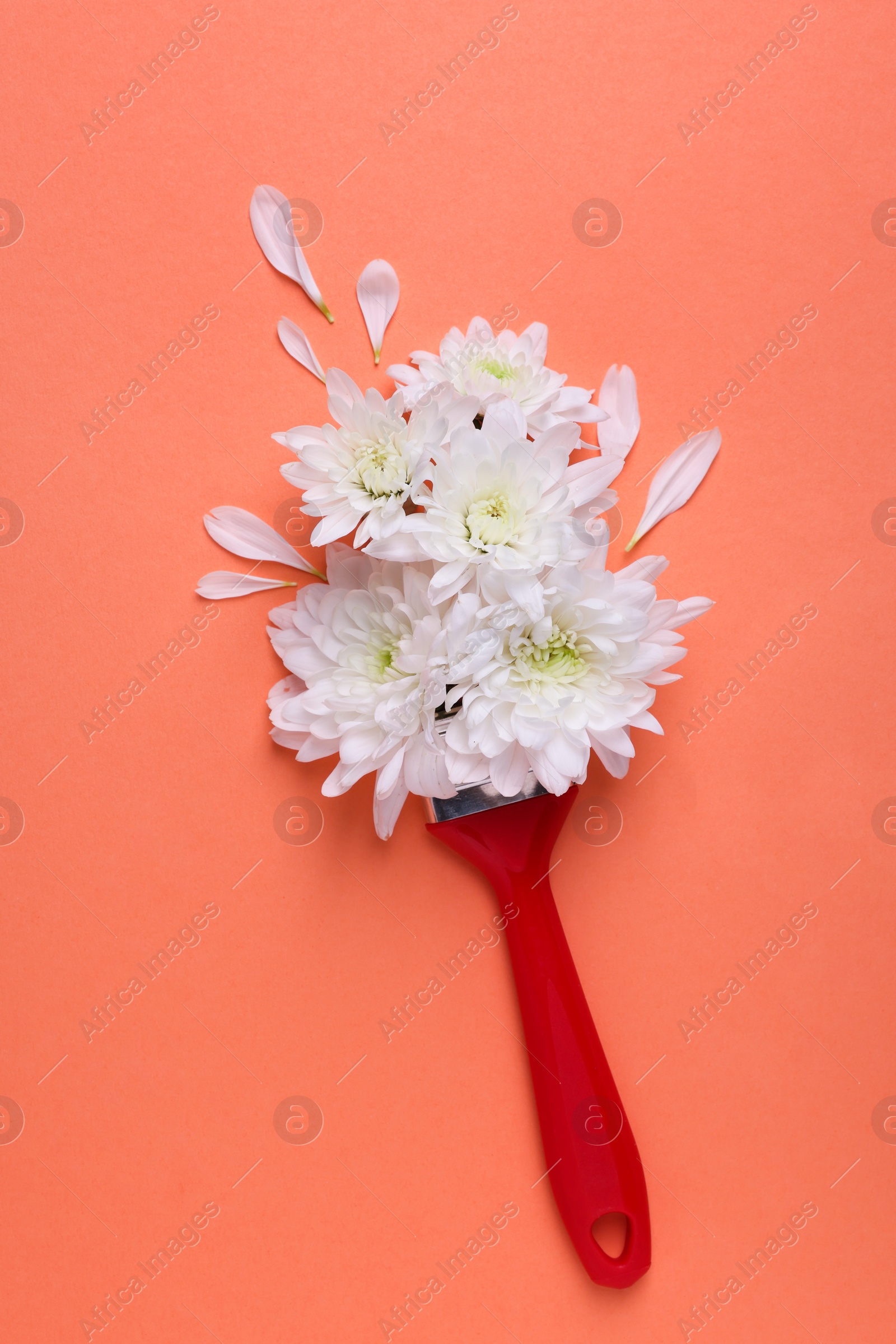 Photo of Creative flat lay composition with paint brush and white chrysanthemum flowers on coral background