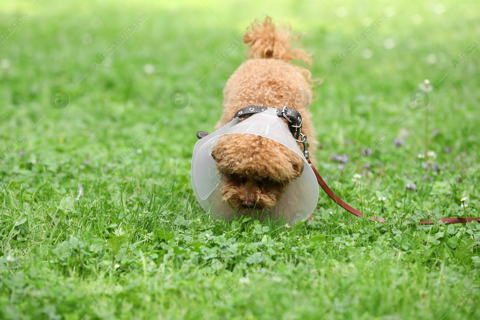 Photo of Cute Maltipoo dog with Elizabethan collar on green grass outdoors