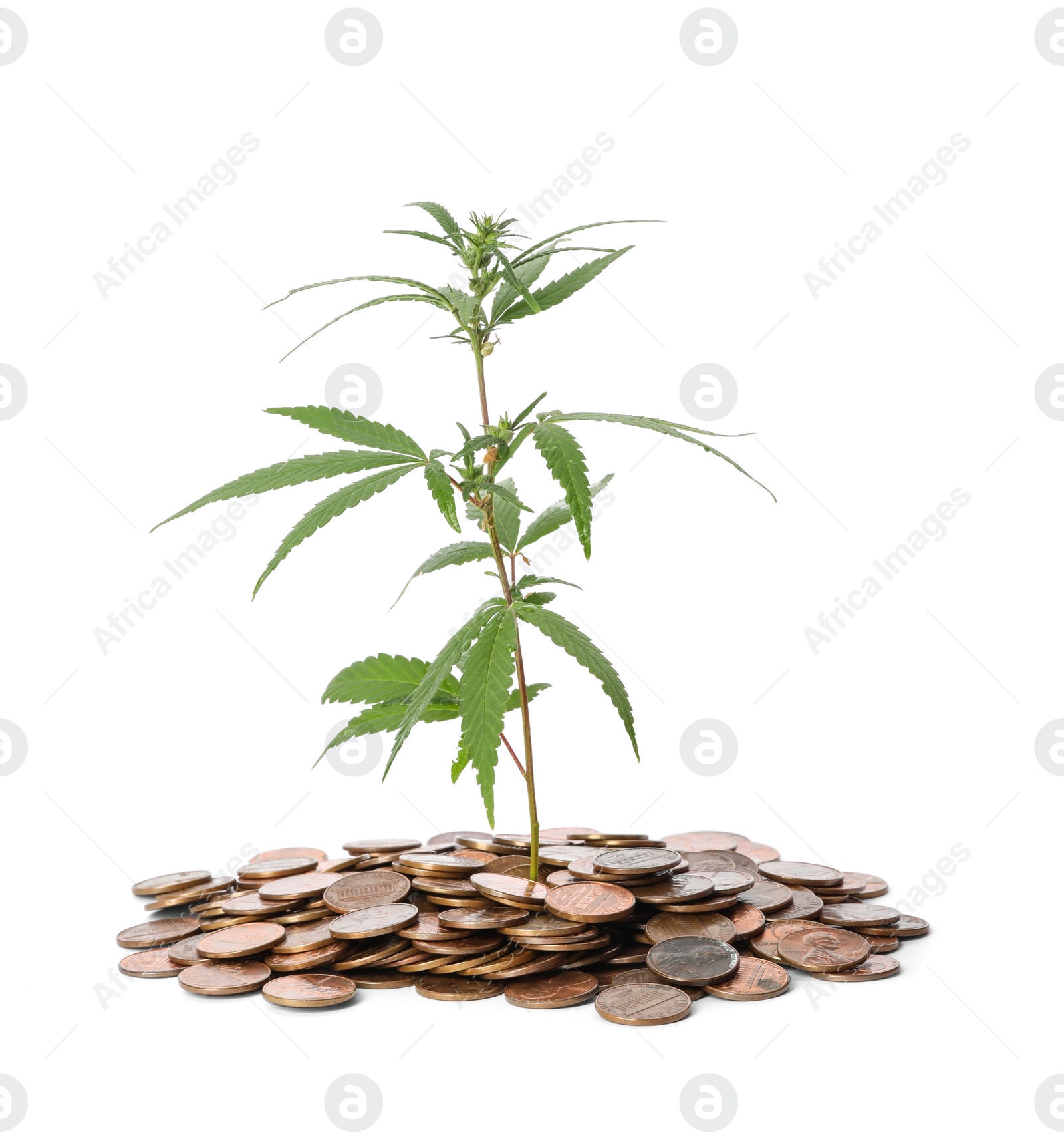 Photo of Hemp plant and coins on white background