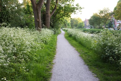 Photo of Beautiful view of pathway among green plants outdoors
