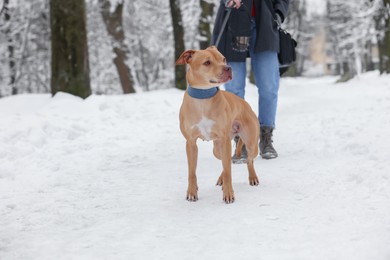 Photo of Man walking his cute ginger dog in snowy park