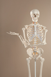 Photo of Artificial human skeleton model on beige background