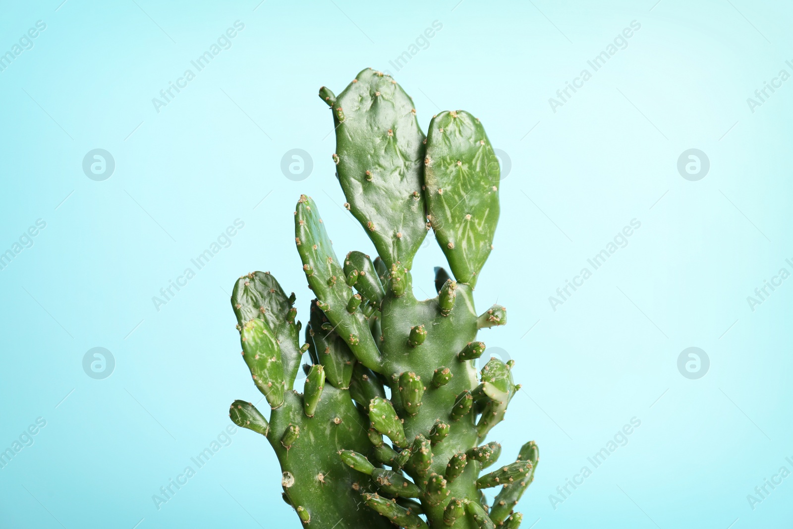 Photo of Beautiful cactus on color background