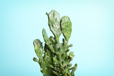 Photo of Beautiful cactus on color background