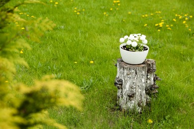 Beautiful blooming daisies in garden. Space for text