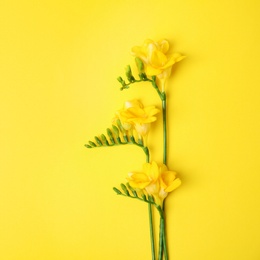 Beautiful freesia flowers on color background