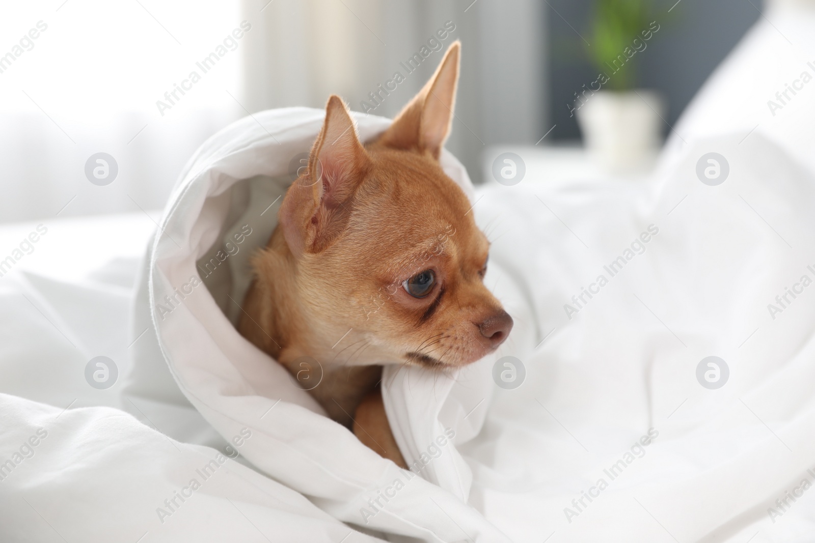 Photo of Cute Chihuahua dog wrapped in blanket at home