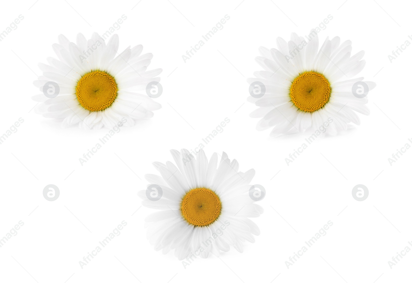 Image of Set of beautiful chamomile flowers on white background 