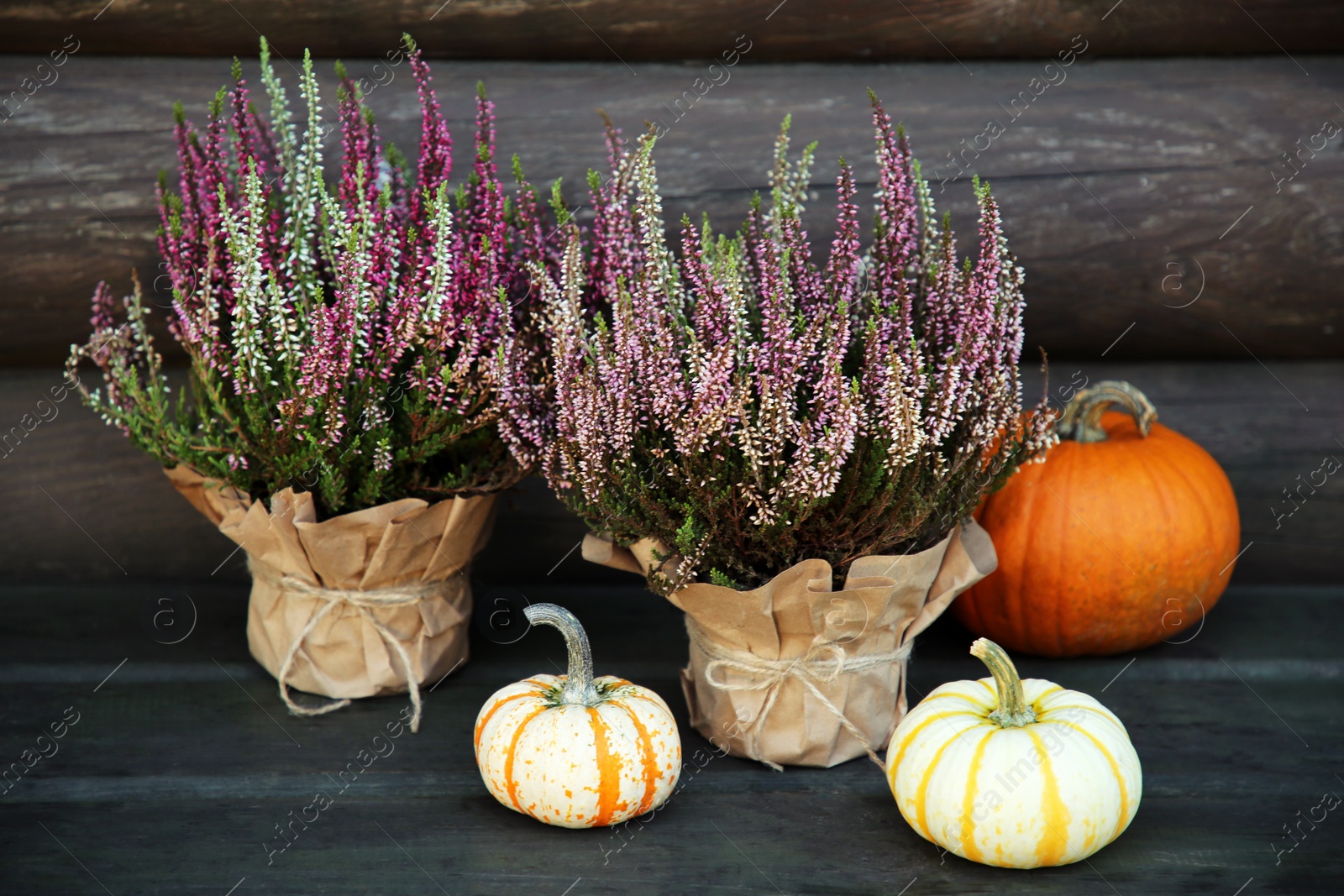 Photo of Beautiful heather flowers in pots and pumpkins on table near wooden wall