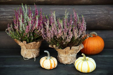 Beautiful heather flowers in pots and pumpkins on table near wooden wall
