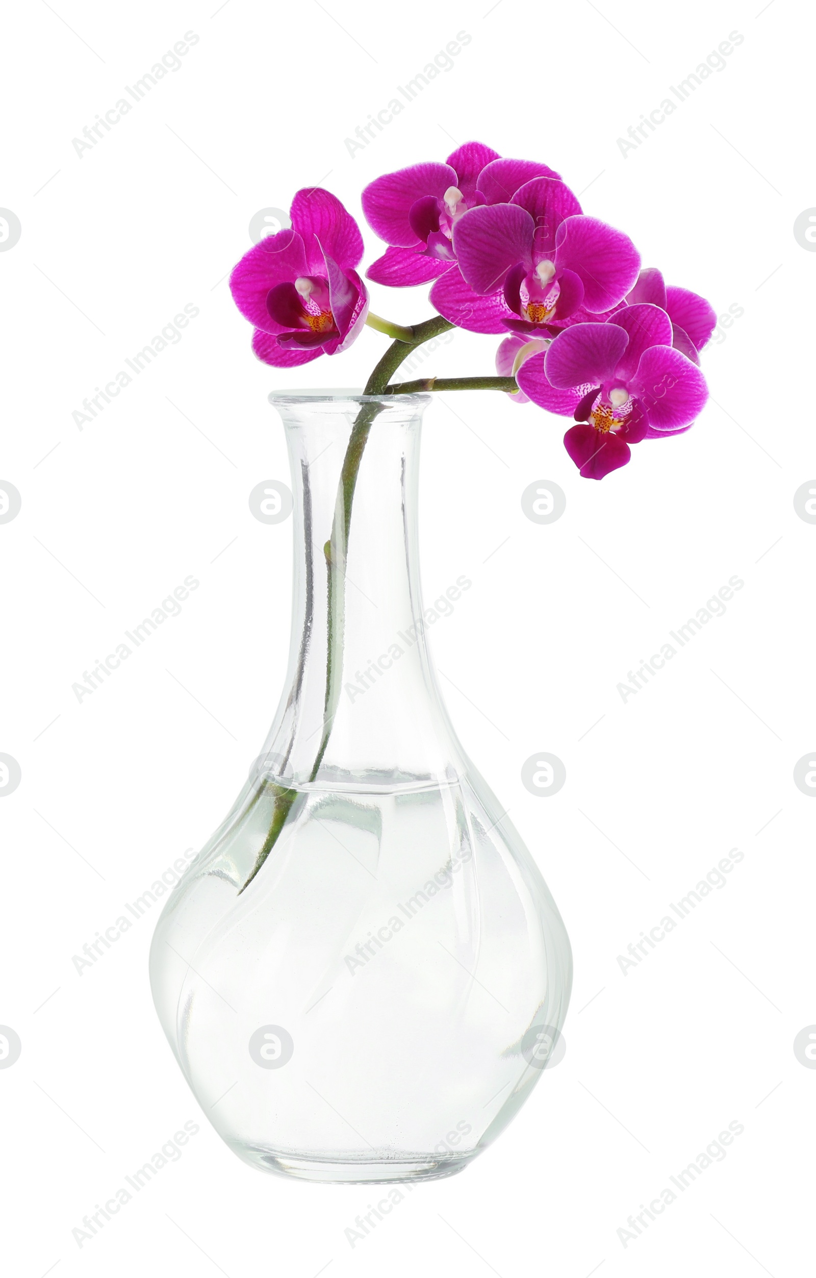 Photo of Orchid branch with beautiful flowers in vase on white background