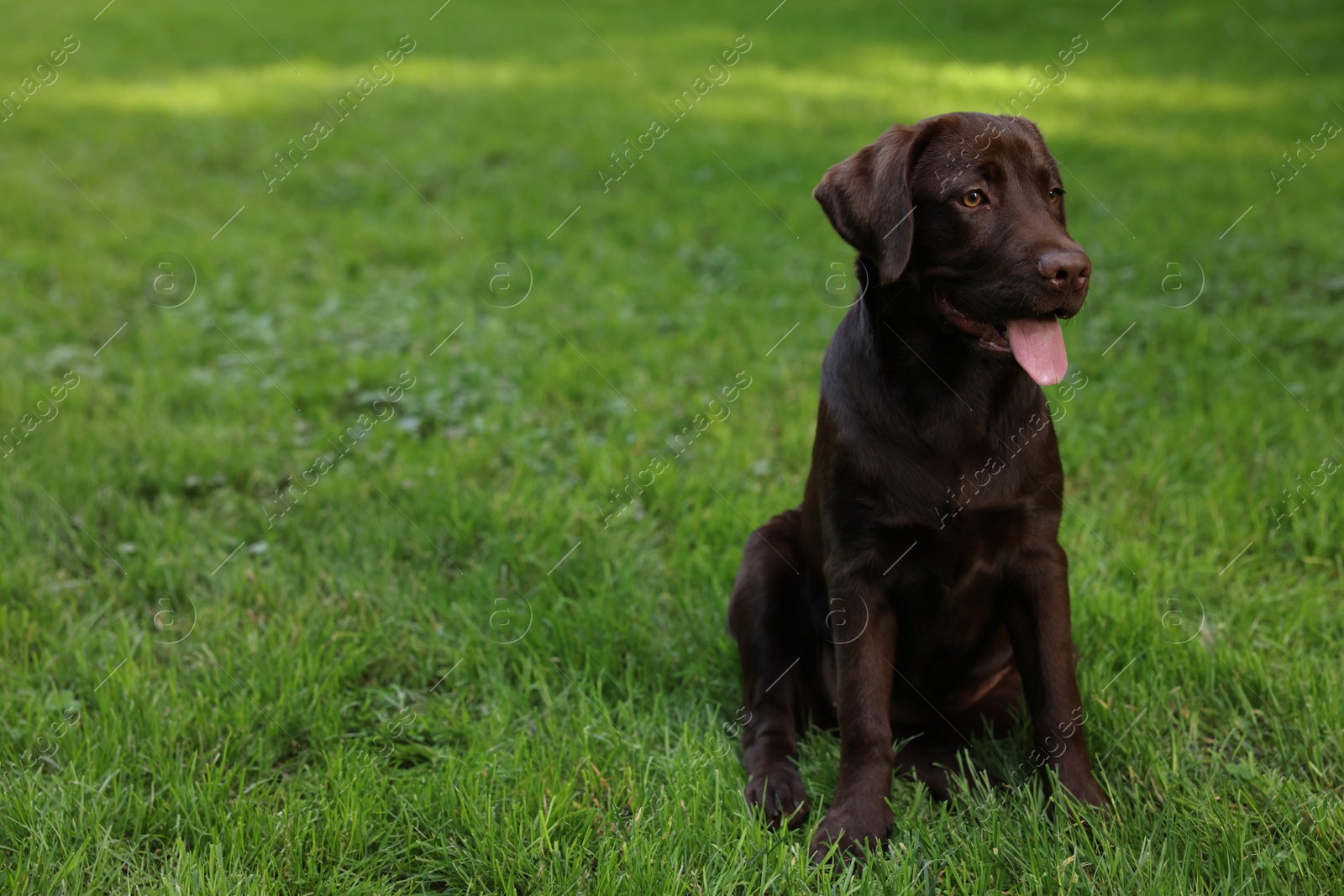 Photo of Adorable Labrador Retriever dog sitting on green grass in park, space for text