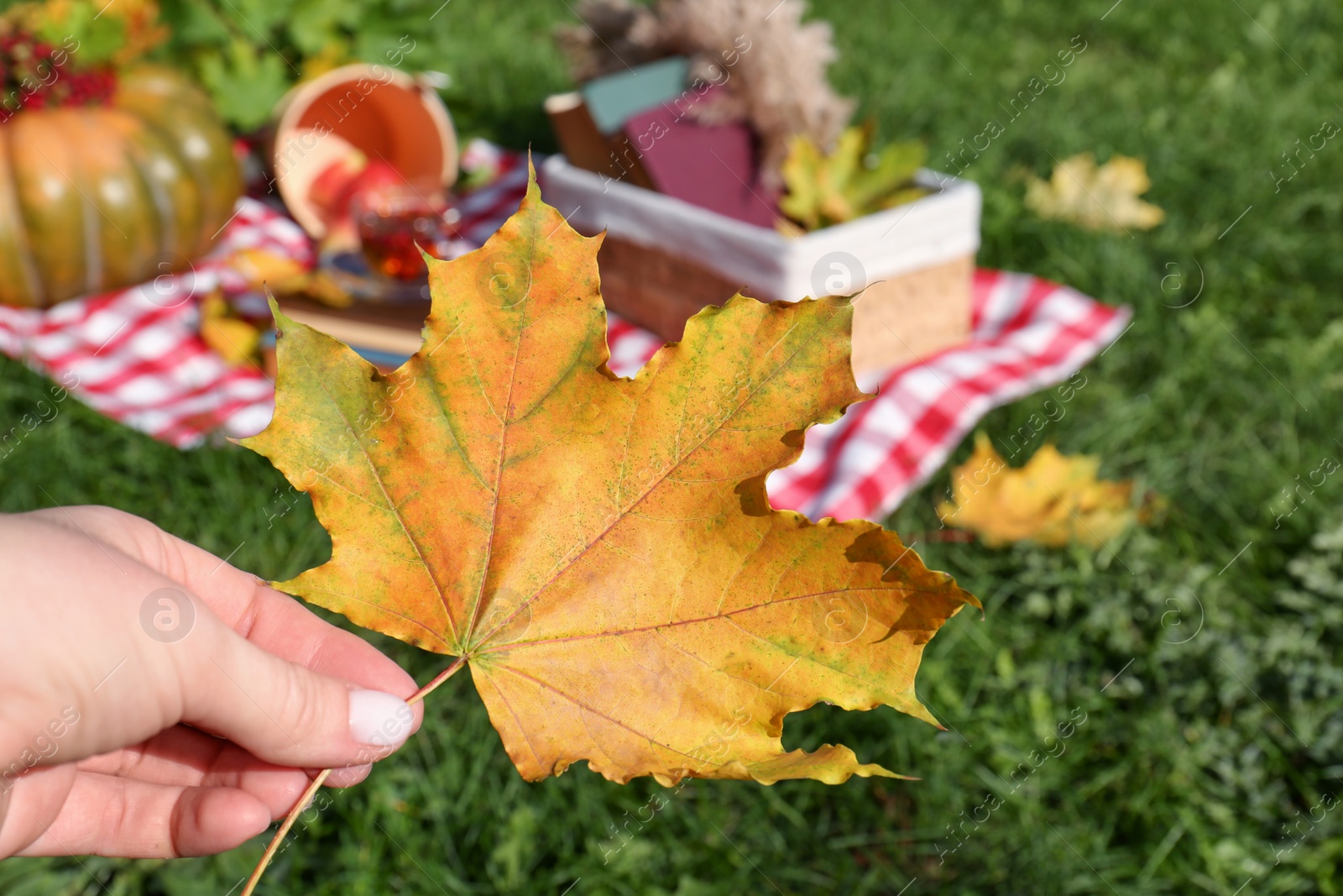 Photo of Woman holding yellow maple leaf outdoors, closeup. Autumn season