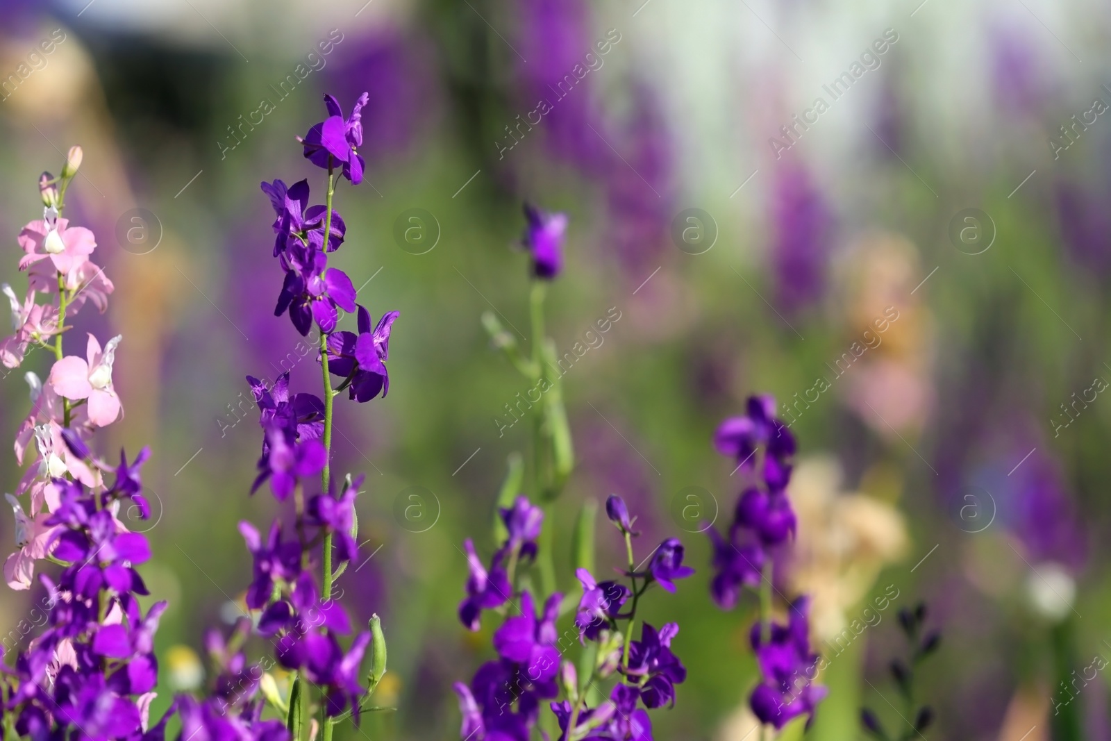 Photo of Beautiful wild flowers outdoors on sunny day, space for text. Amazing nature in summer