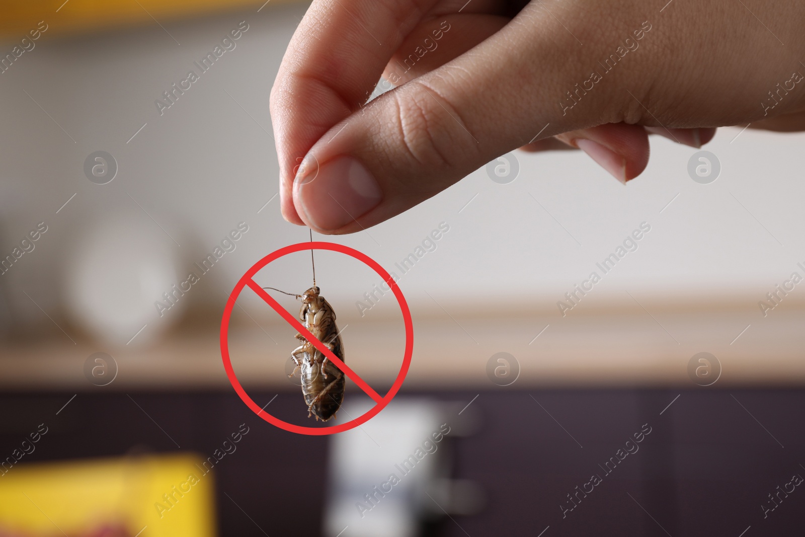 Image of Woman holding dead cockroach in kitchen, closeup. Pest control