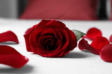 Honeymoon. Red rose and petals on bed, closeup