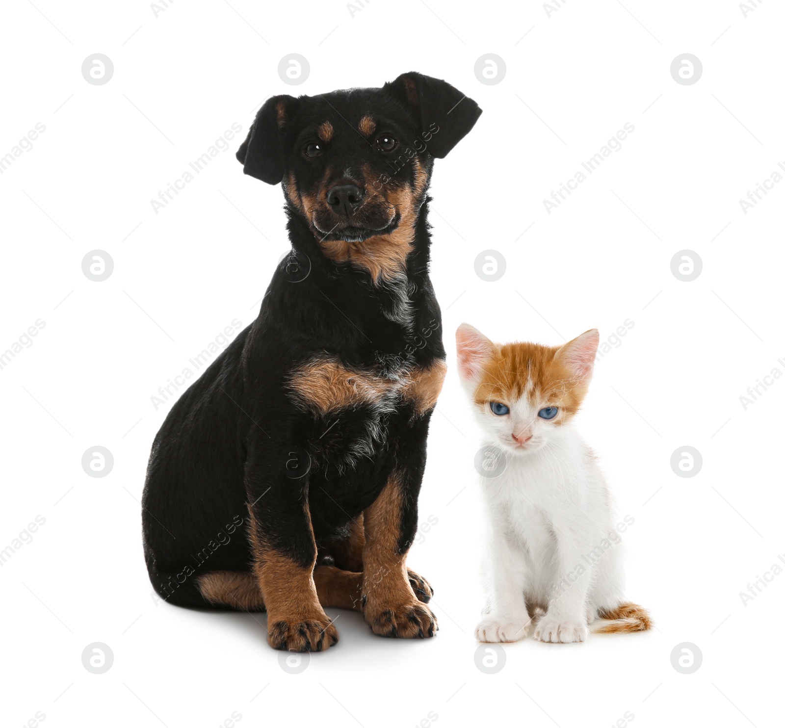 Image of Cute cat and dog on white background. Animal friendship