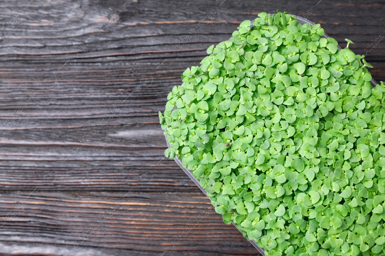 Photo of Fresh organic microgreen on wooden table, top view. Space for text