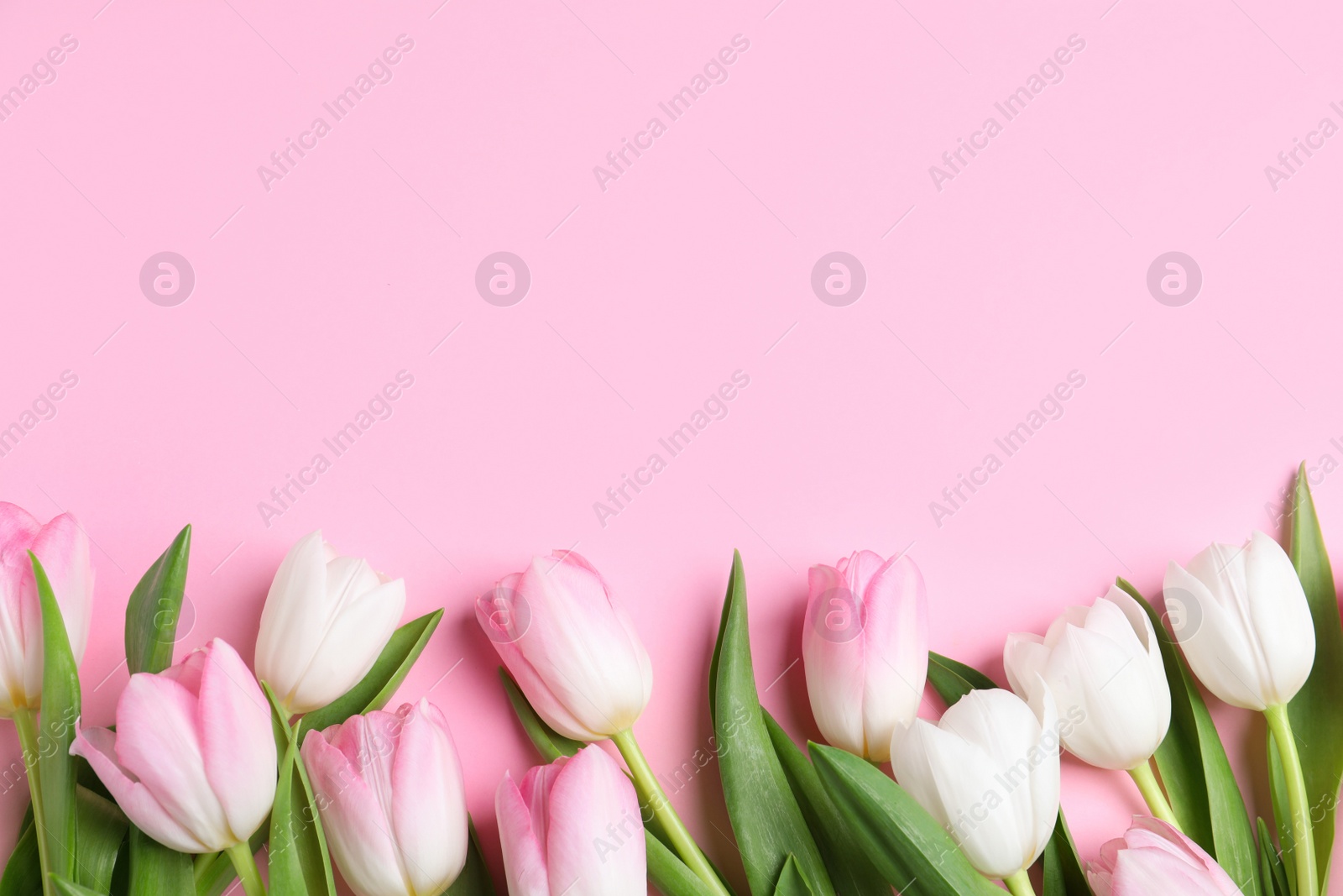 Photo of Beautiful spring tulips on pink background, flat lay. Space for text