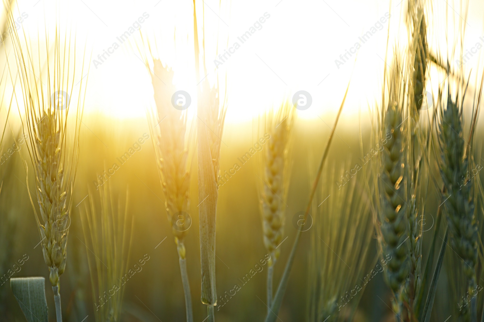 Photo of Wheat field at sunset, closeup. Amazing nature in summer