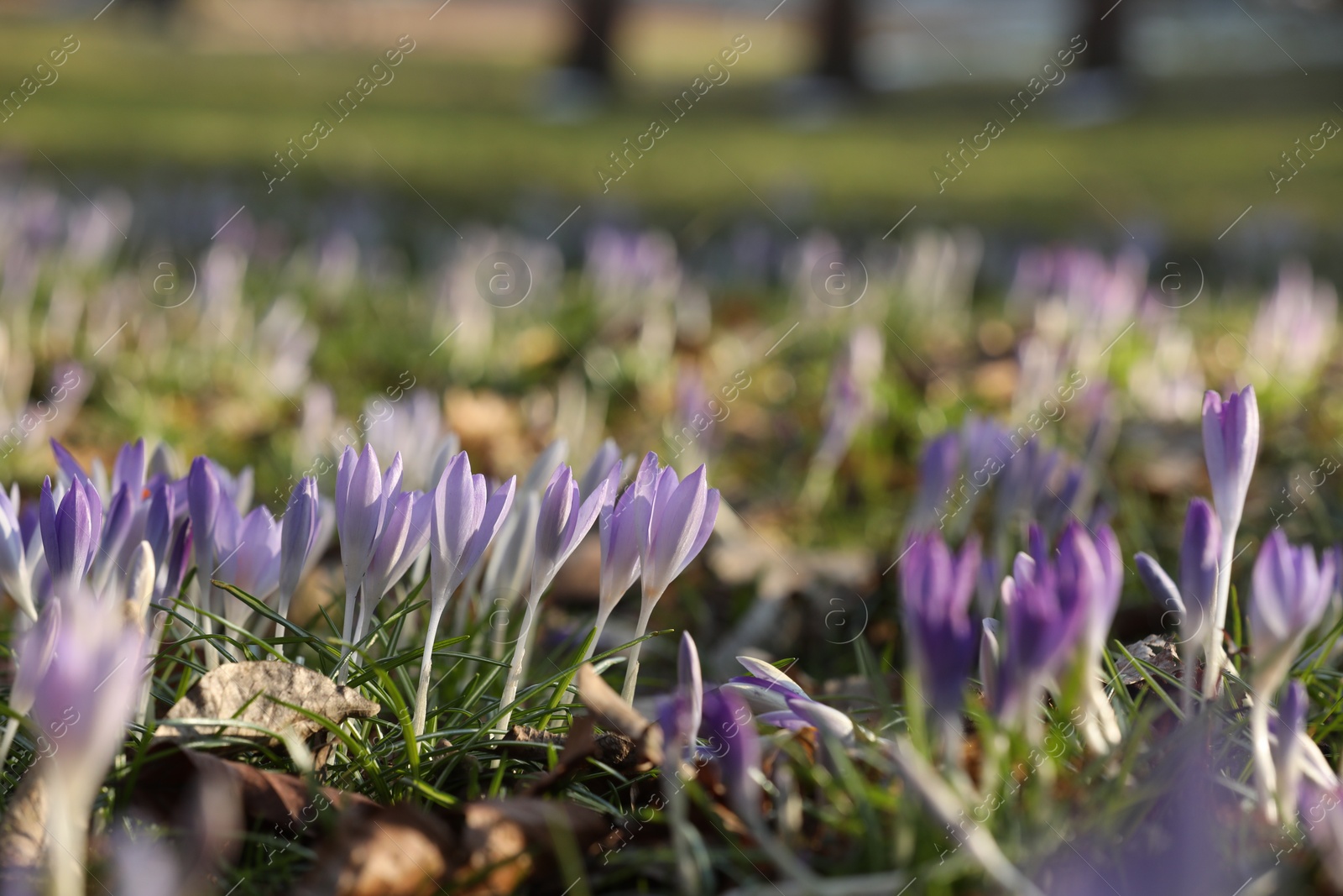 Photo of Many beautiful bright crocus flowers growing outdoors