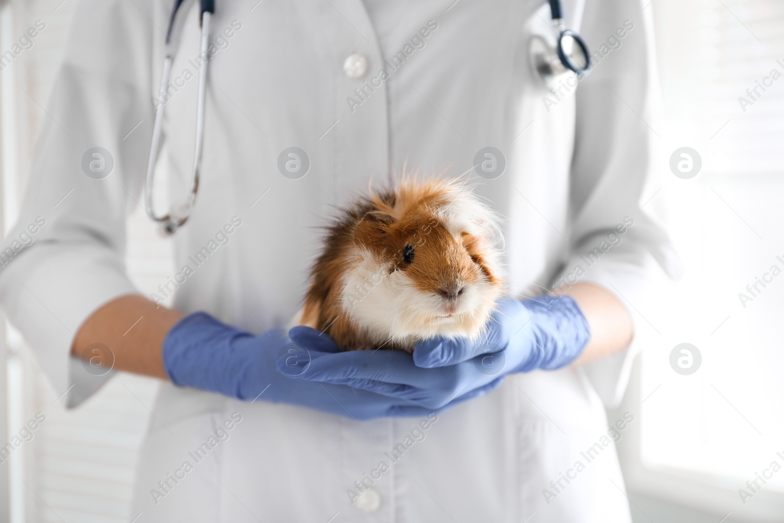 Photo of Female veterinarian examining guinea pig in clinic, closeup