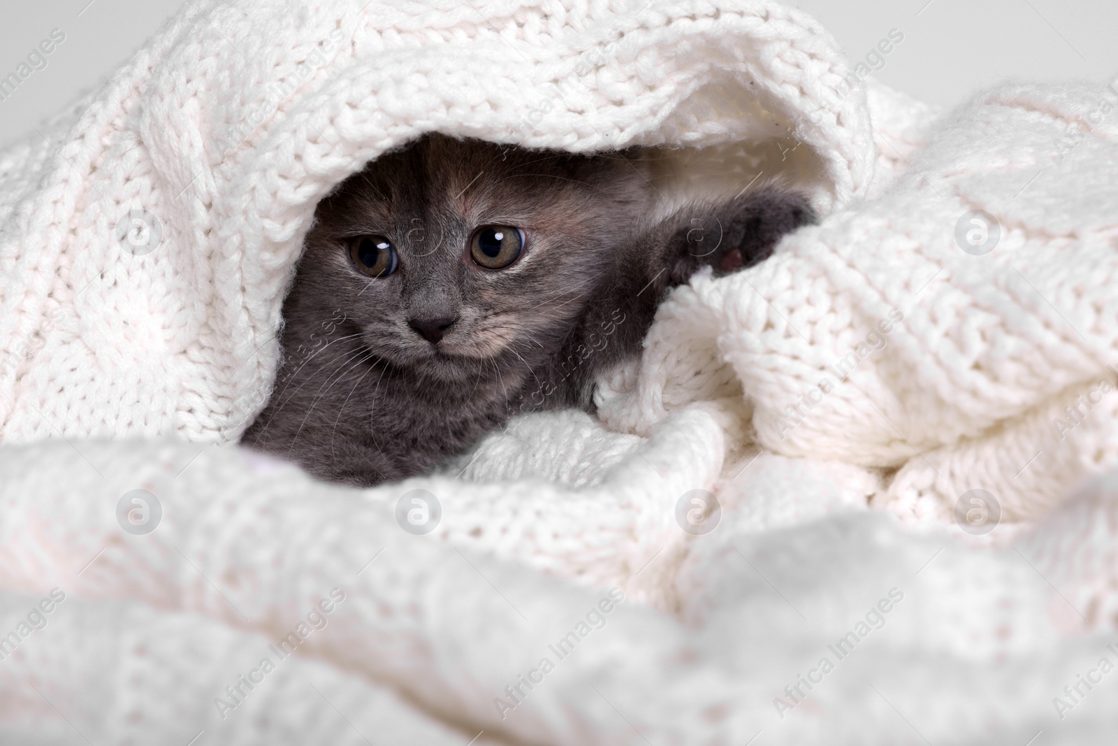 Photo of Cute fluffy kitten in white knitted blanket against light background