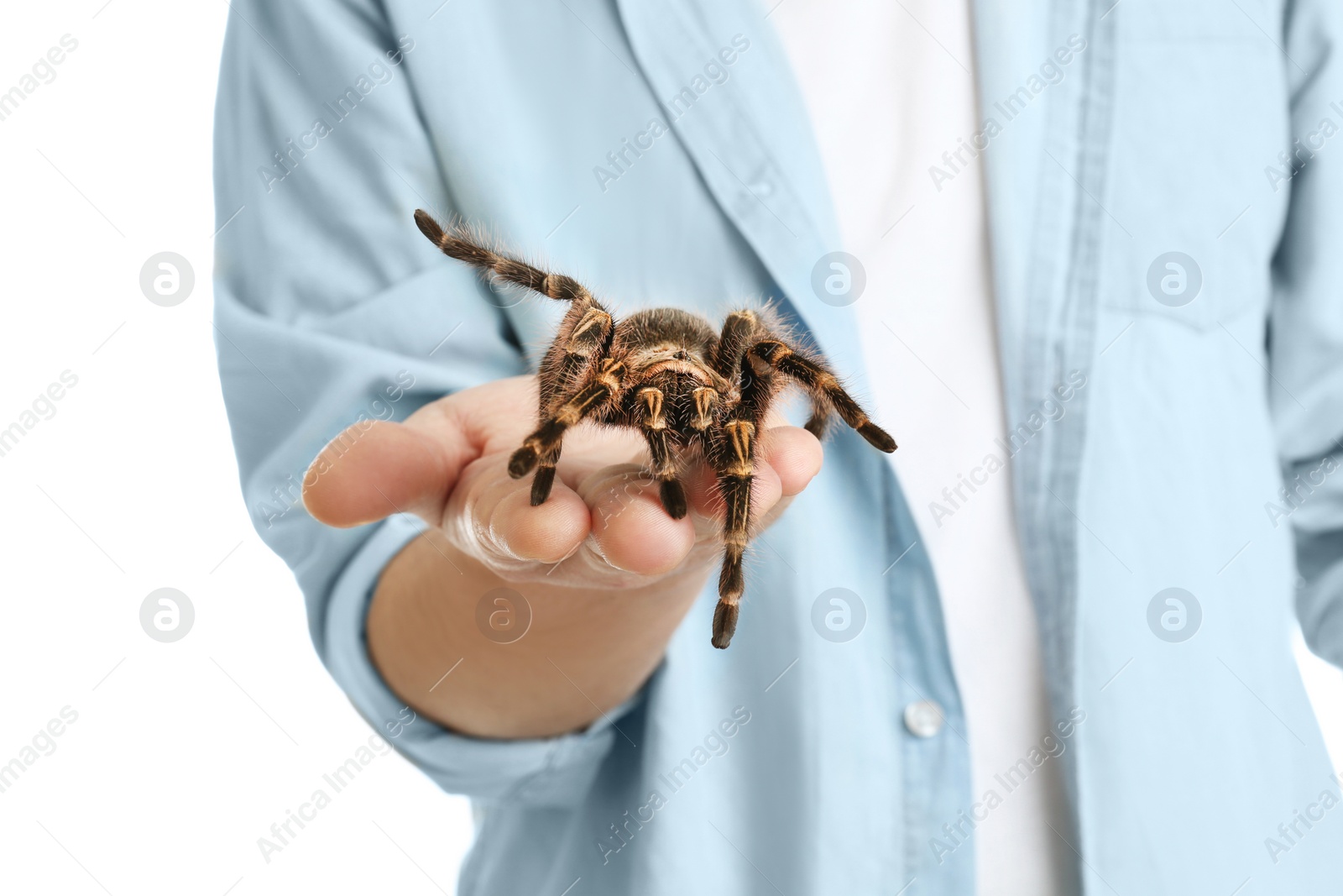 Photo of Man holding striped knee tarantula on white background, closeup