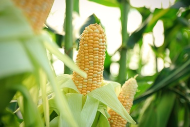 Photo of Ripe corn cobs in field on sunny day, closeup