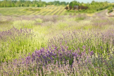 Beautiful view of blooming lavender growing in field