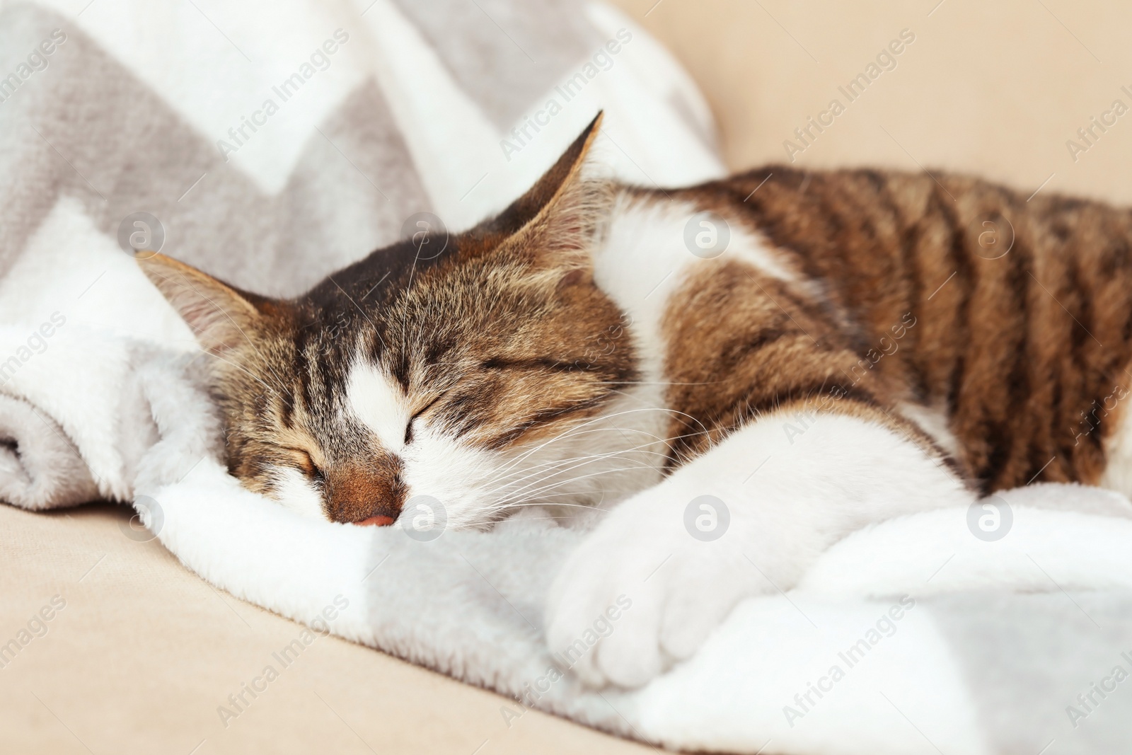 Photo of Cute cat sleeping on sofa at home. Lovely pet