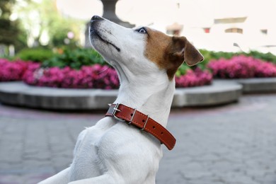 Photo of Beautiful Jack Russell Terrier in brown leather dog collar on city street